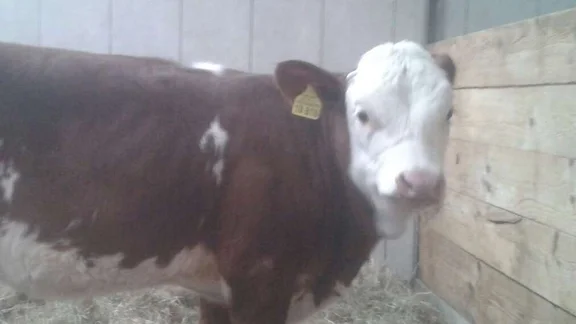 375763616-zurueck-im-heimischen-stall-kalb-hat-einbruch-in-einen-vereisten-tuempel-gut-ueberstanden-1tfW4fPAekNG.jpg